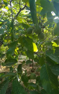 گردو پوست کاغذی و بادام