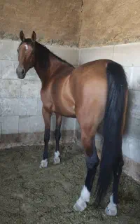 شاه مادیان درهشوری