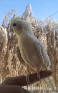عروس هلندی