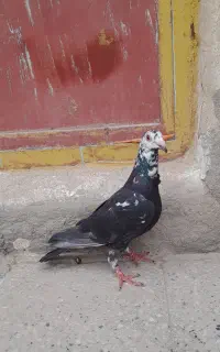 اسباب بازی کبوتر