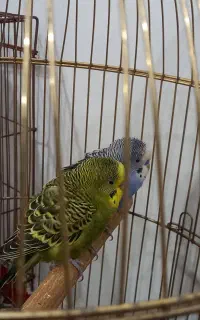 مرغ عشق