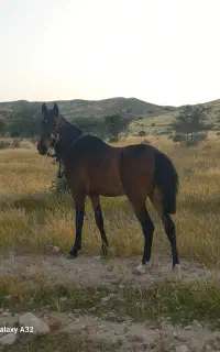 اسب درهشوری