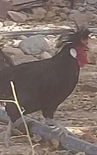 خروس لهستانی