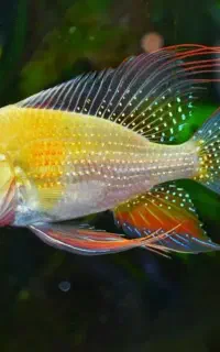 ماهی سرای نیشابور