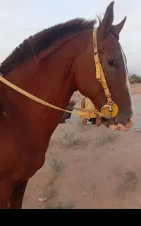 اسب کورس