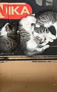 واگذاری رایگان سه بچه گربه دو سه ماهه بازیگوش