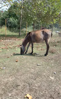 قاطر دوسال