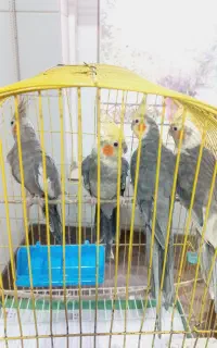 ۴عددعروس سرحال سالم