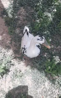 فروش اردک تخمگزار ۳ ساله
