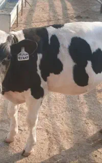 گوساله هلشتاین ۱۵۰ کیلو