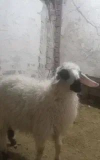 بره ماده