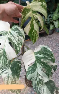 برگ انجیری ابلق تری کالر قد ۸۰ سانتی ۱۳ برگه