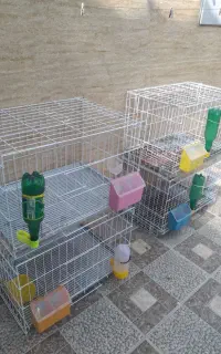قفس کبوتر