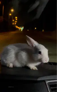 خرگوش ماده