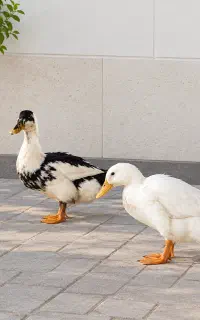 اردک