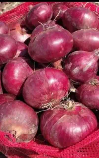 بذر پیاز انزا قرمز