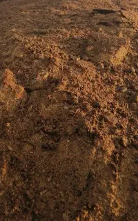 کود مرغ کود گوسفندی وگاوی درجه یک