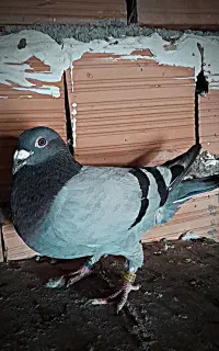 کبوتر مسافتی