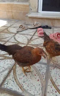 مرغ اوردک