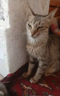 واگذاری گربه