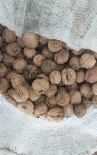 گردو مرغوب ۳۵۰ کیلو