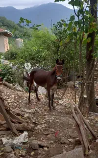 قاطر ۷ساله
