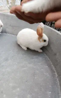 بچه خرگوش دونه 250