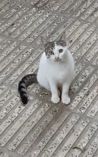 واگذاری رایگان گربه 4 ماهه