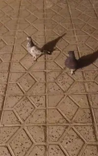۰۰۰۰