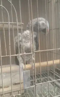 جوجه کاسکو استثنایی صحبت کن بالا ۲۰کلام