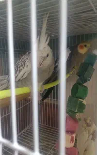 عروس هلندی نرسخنگو