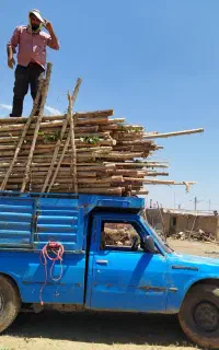 خریدار انواع چوب بیددصنوبر وتیرسقفی