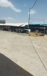 استخدام کارگر دامداری
