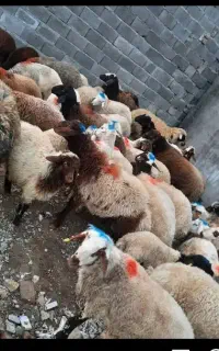 گوسفندزنده سید