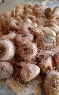 پیازچه زعفرا