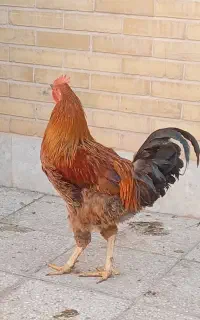 مرغ خروس