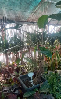 باغبانی سم پاشی