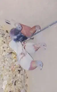 کبوتر بور لایی