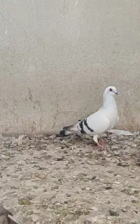 کبوتر شامی نر کاغذی