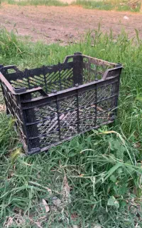 سبدگوجه