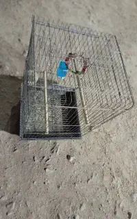قفس پرنده