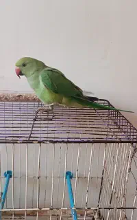 طوطی ملنگو نر