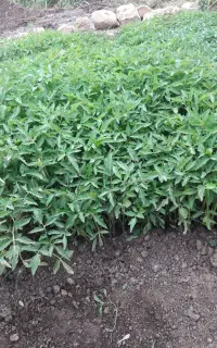 تولکی نشاه گوجه محلی زنگوان