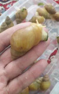 حلزون آلبینو