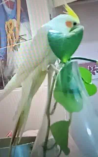 عروس هلندی گم شده