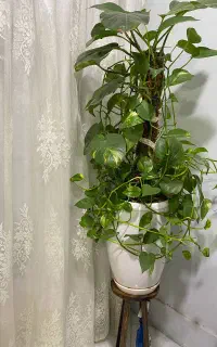 گل پتوس رونده