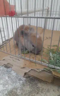 خرگوش لوپی