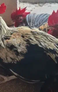 خروس محلی شمال