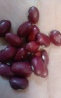 ۴۰ کیلو لوبیا قرمز بومی  درجه یک