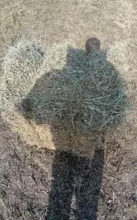 کته یونجه